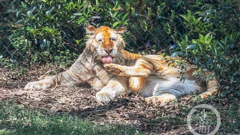 老虎大学5-1血洗拉古纳，新帅皮萨罗首秀轰出完美开门红