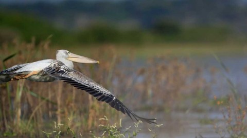 札幌冈萨多主场复仇 1-0 险胜鸟栖砂岩