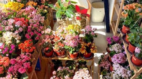 养花八年终醒悟：一盆长寿花，好养爱开花，旺人更旺家