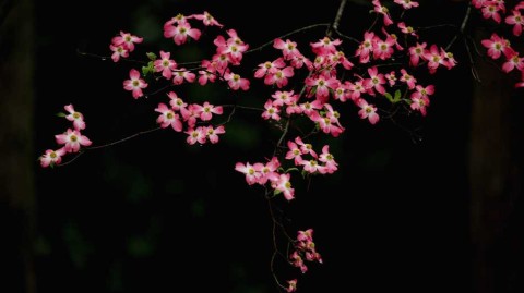 绿茵圣殿的朝圣之旅：品味奥古斯塔与大师赛的永恒魅力