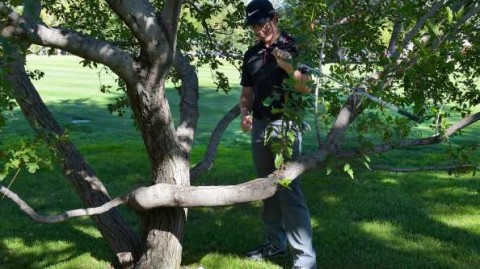 果岭光影间：英雄、伙伴与观众的众生相