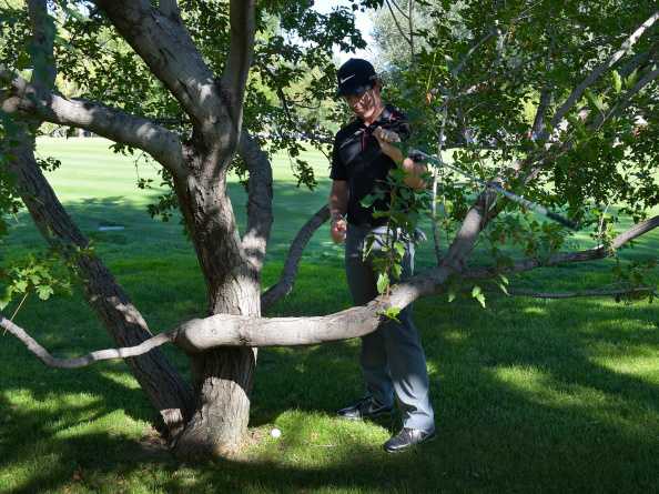 麦克罗伊深陷树丛困境，正聚精会神地观察球位，思考脱困之策。