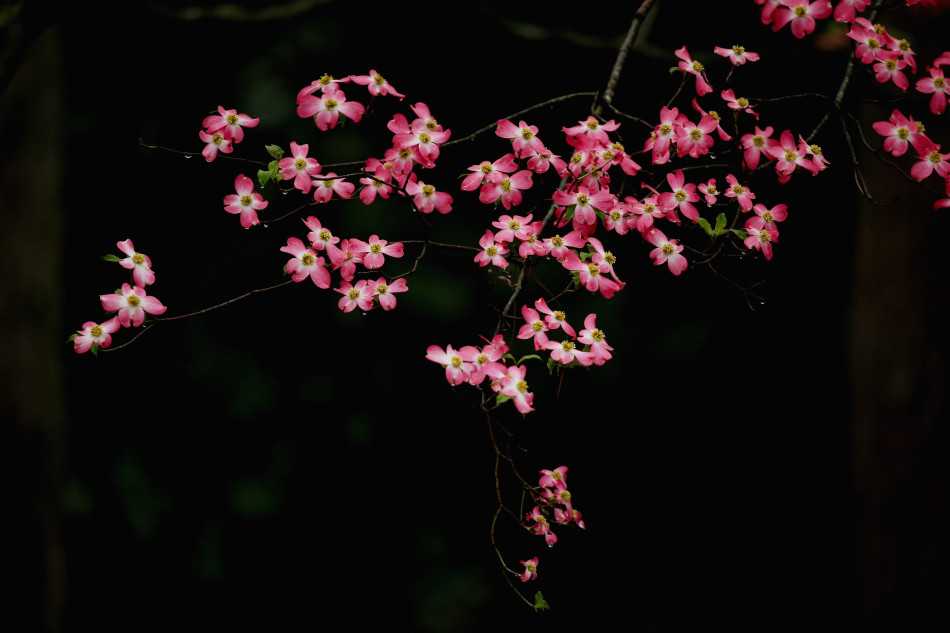 通往奥古斯塔俱乐部会所的木兰大道，两旁百年木兰树如卫兵般矗立，形成一道庄严而优美的绿色长廊，引领人们走向高尔夫世界的核心殿堂。