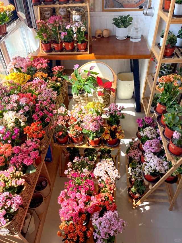 养花八年终醒悟,只养长寿花一盆,花开不断人更精神 石家庄王阿姨的阳台上,一盆盆长寿花簇拥绽放,红的粉的交织成一片,在冬日暖阳下显得格外喜庆