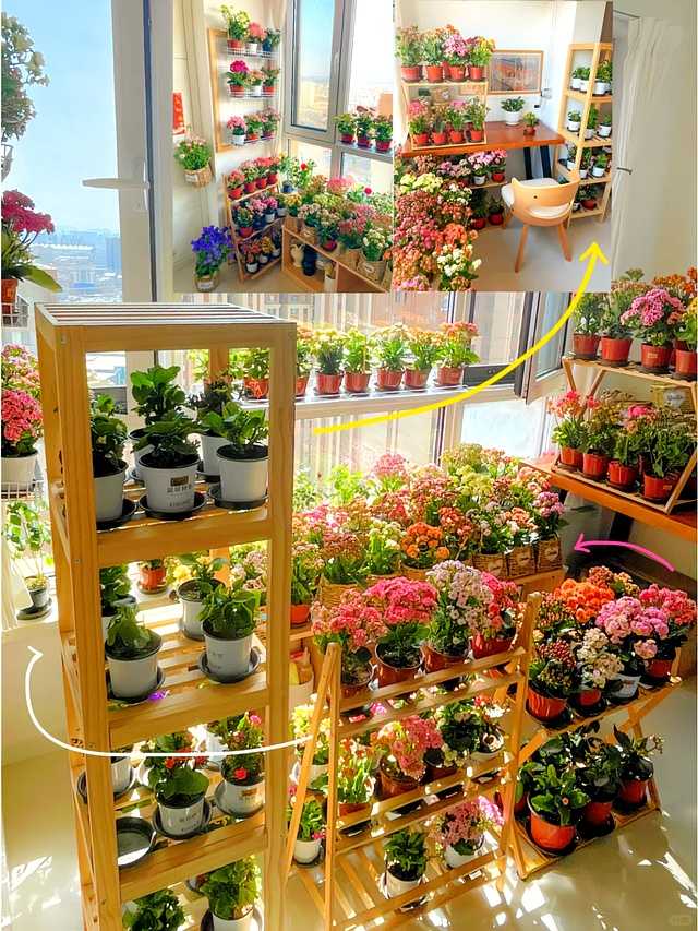 养花八年终醒悟,只养长寿花一盆,花开不断人更精神 王阿姨家的阳台一角,各式长寿花争奇斗艳,有的橙黄如橘,有的粉嫩如霞,构成一幅冬日里的绚烂画卷