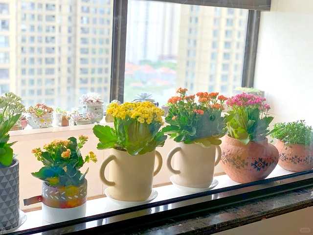 养花八年终醒悟,只养长寿花一盆,花开不断人更精神 邻居家的小朋友被王阿姨家的长寿花吸引,踮起脚尖好奇地观察着那层层叠叠的花瓣