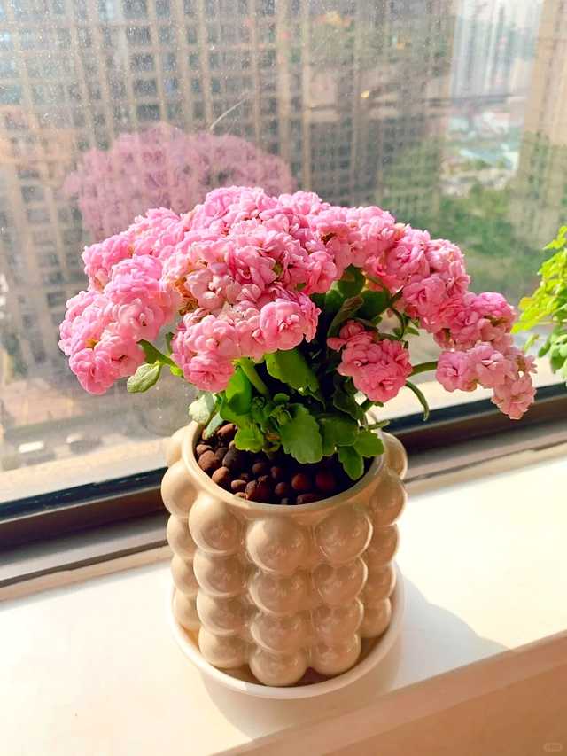 楼道里摆满了盛放的长寿花，红的粉的橙的连成一片，邻居路过时忍不住驻足欣赏，整个楼道都因为这满眼的花色而显得格外温馨明亮。