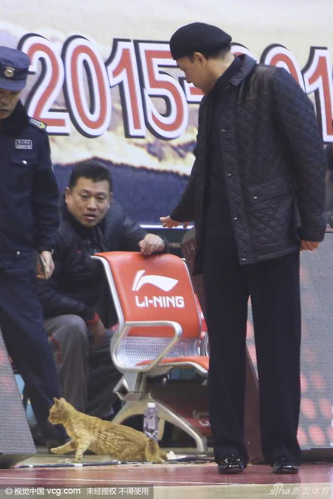 在工作人员的小心看护下，喵星人结束了这段奇妙的球场冒险，缓缓走向场外，留下一段被镜头永远定格的温暖回忆。