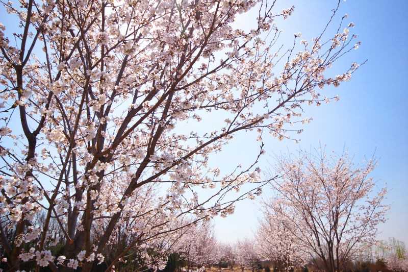 夕阳的余晖洒在花海上，给大地披上一层金色的外衣，远处的风车剪影更添几分童话色彩。
