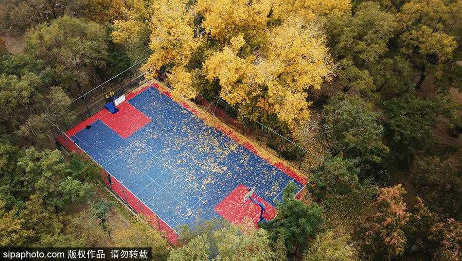 秋叶为球场披上金装 沈阳这一隅成最美打卡地 一名路人恰好经过满是落叶的篮球场边,红色的上衣与满地的金黄形成鲜明撞色,仿佛走进了秋天的童话世界。