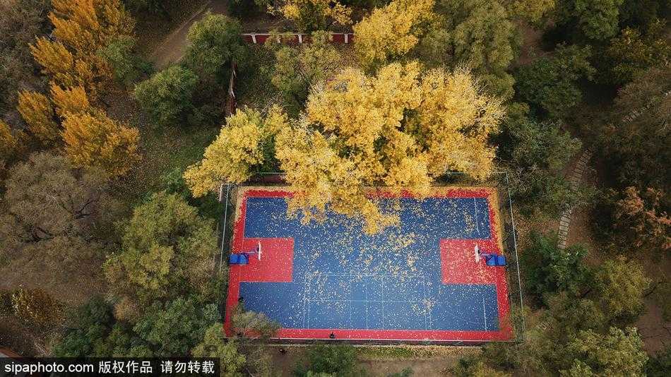 秋叶为球场披上金装 沈阳这一隅成最美打卡地 阳光斜射,将球场上落叶的影子拉长,光影斑驳间,几片颜色正艳的黄叶仿佛在诉说着生命最后的灿烂。