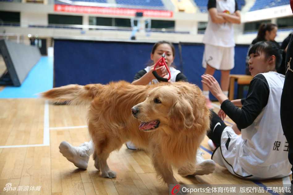 齐思特和齐钰姐妹花与斗牛犬合影，表情古灵精怪，彰显了球队年轻一代活泼且坚韧的独特气质。