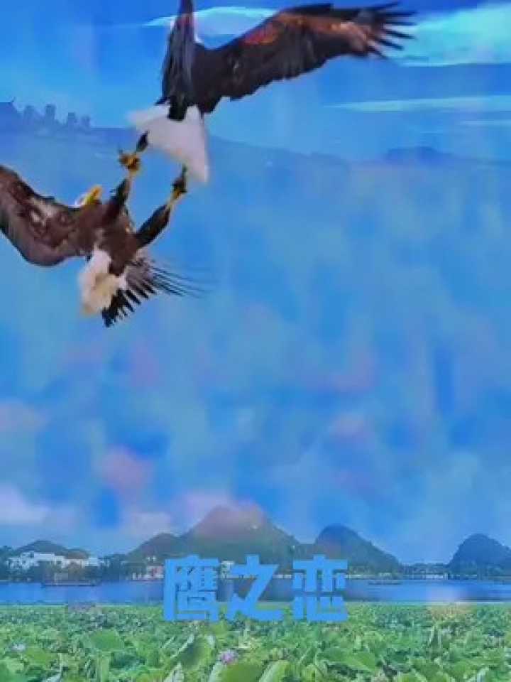 澳昆甲中游对决：阳光海岸流浪者主场1-1闷平荷兰公园老鹰