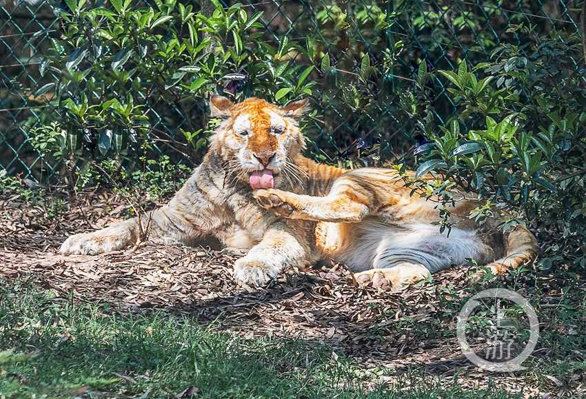 老虎大学5-1血洗拉古纳，新帅皮萨罗首秀轰出完美开门红
