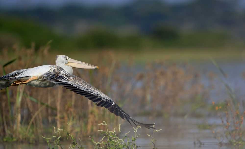 札幌冈萨多主场复仇 1-0 险胜鸟栖砂岩